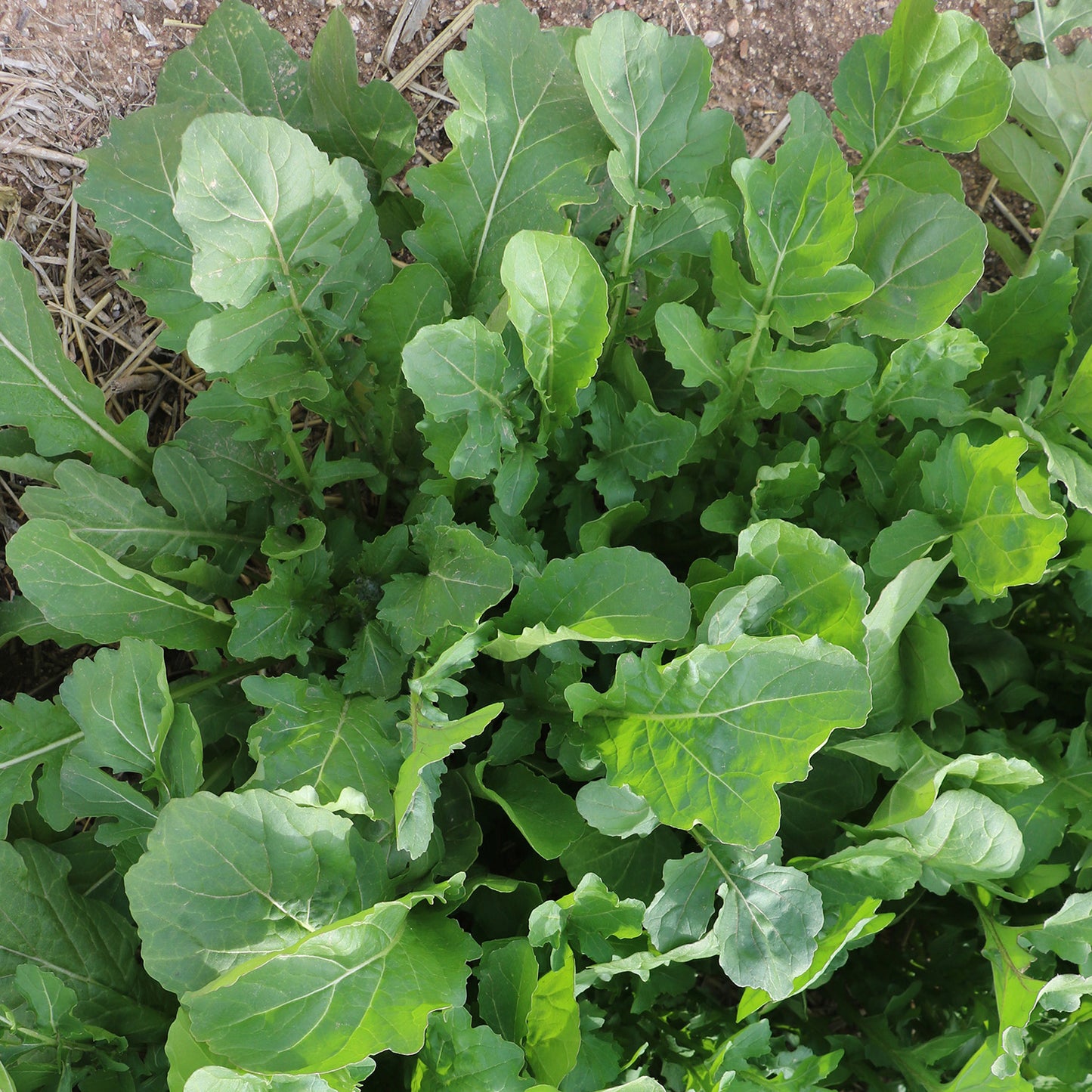 DiMeglio Arugula