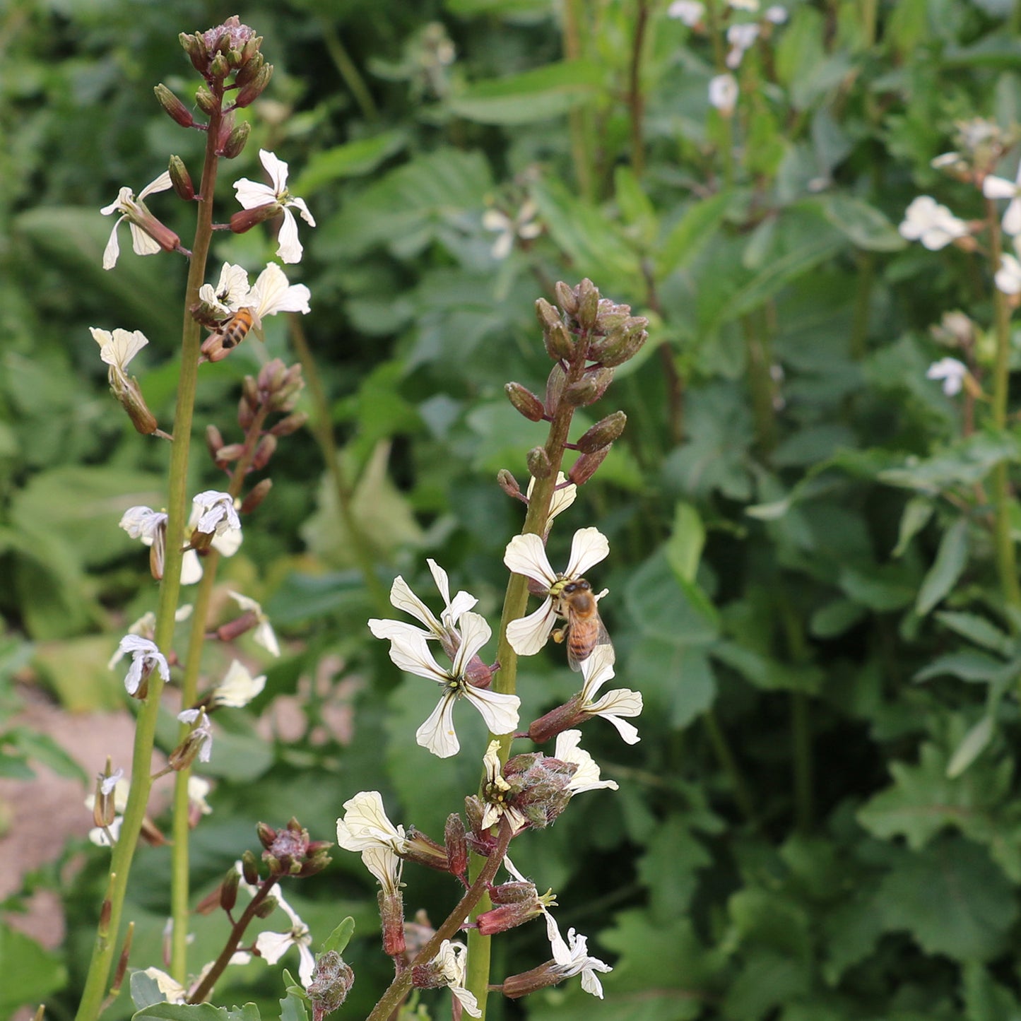 DiMeglio Arugula