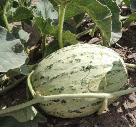 Melon de Castilla