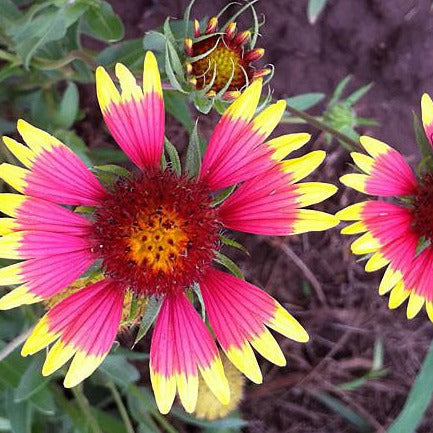 Firewheel