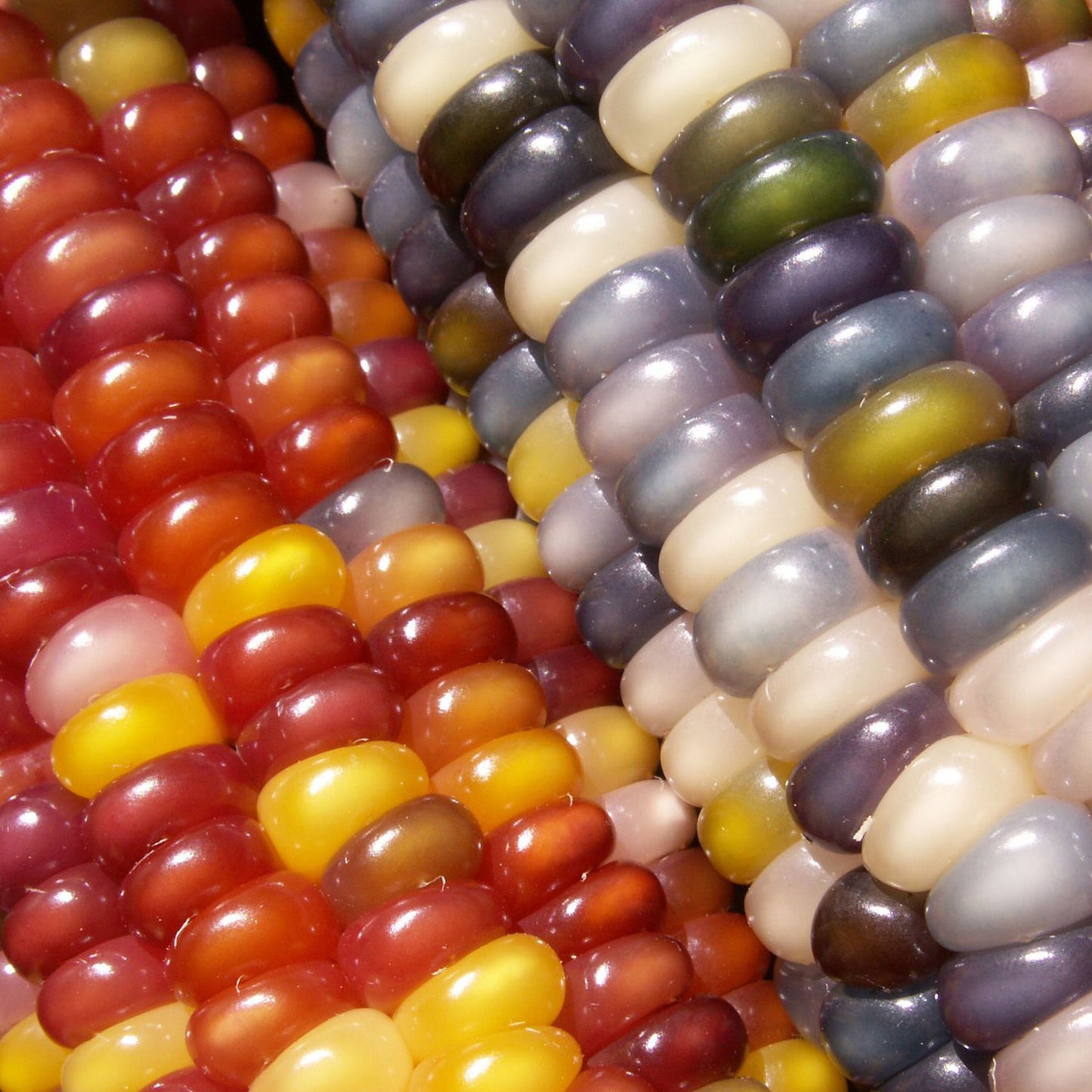 glass gem corn