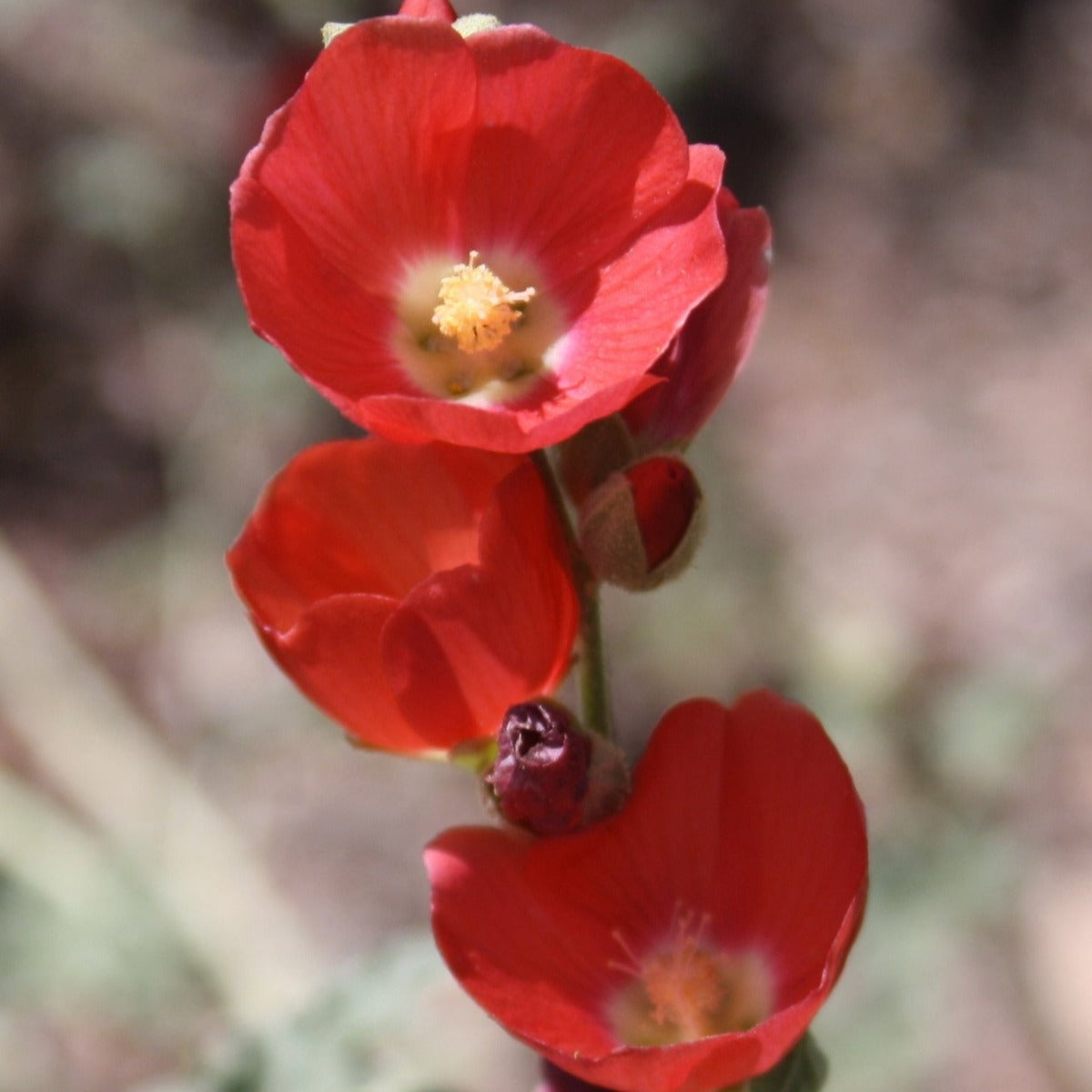 Globemallow "Colors"