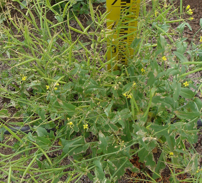 Rarámuri Mequasare