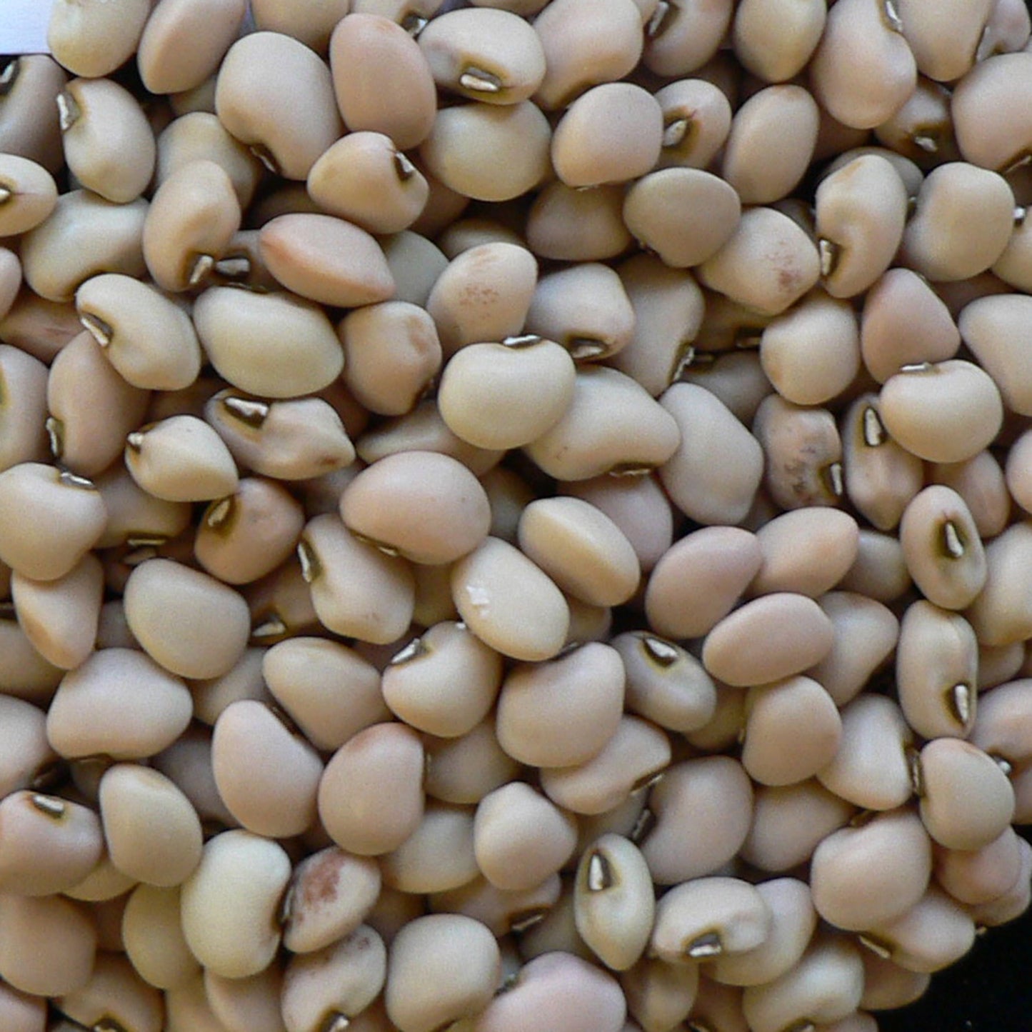 Guarijio Frijol Gamuza