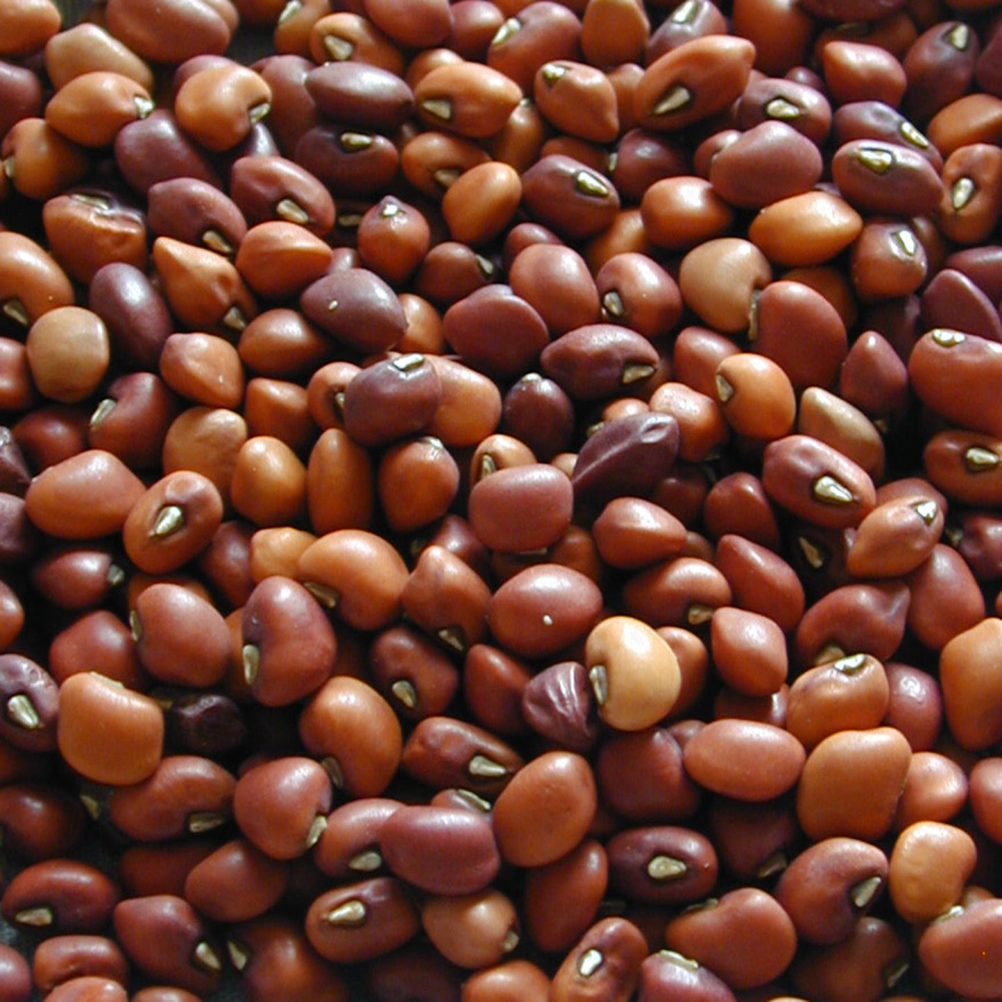 Guarijio Frijol Gamuza
