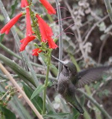 Happy Hummingbirds