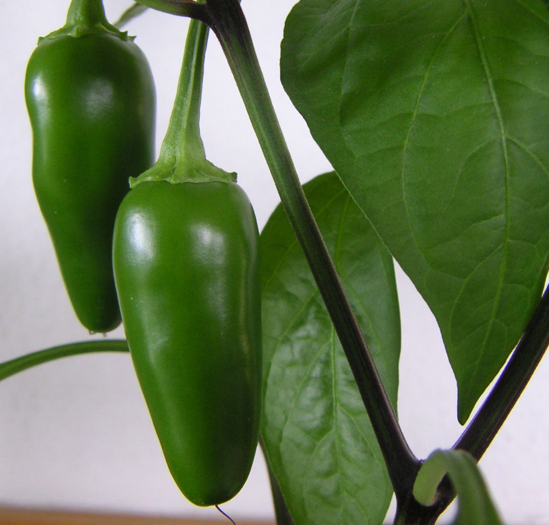 Jalapeño