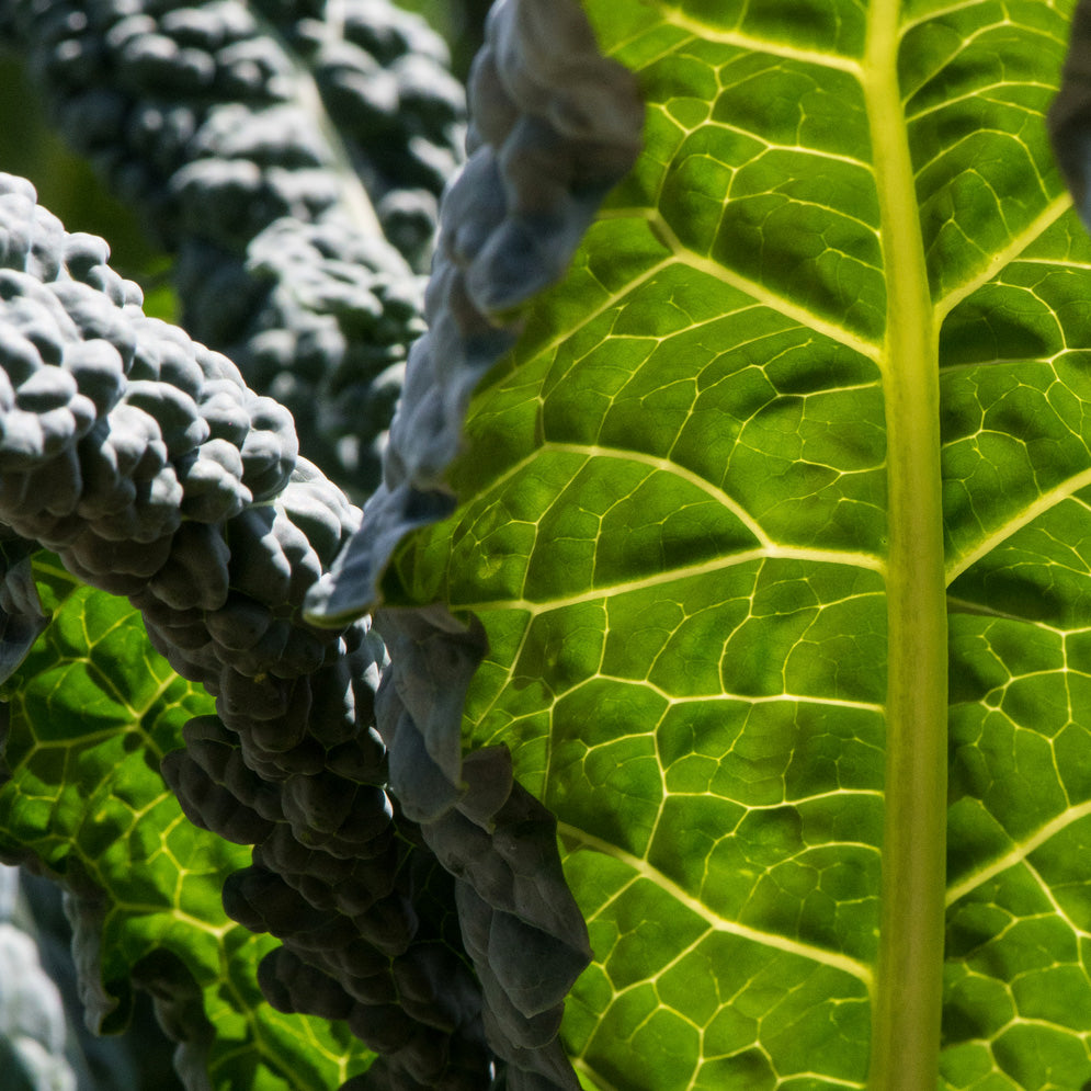 Lacinato Kale is winter hardy but can be grown almost year round. It's tender and slightly sweet. Good steamed or in a stir fry.