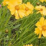 Lance Leaved Coreopsis