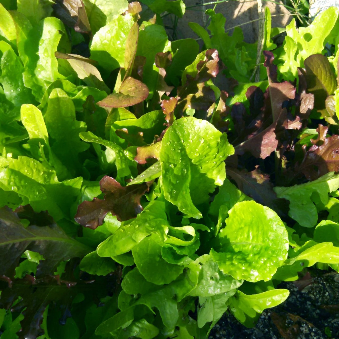 Lettuce Mix