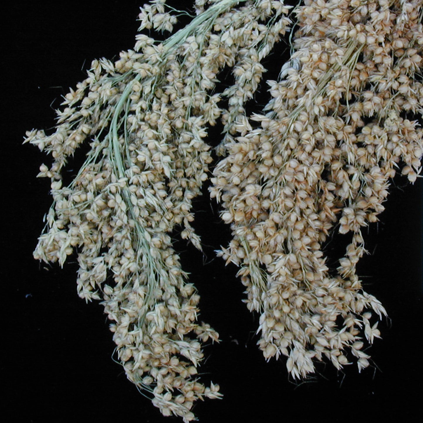 Maizeña