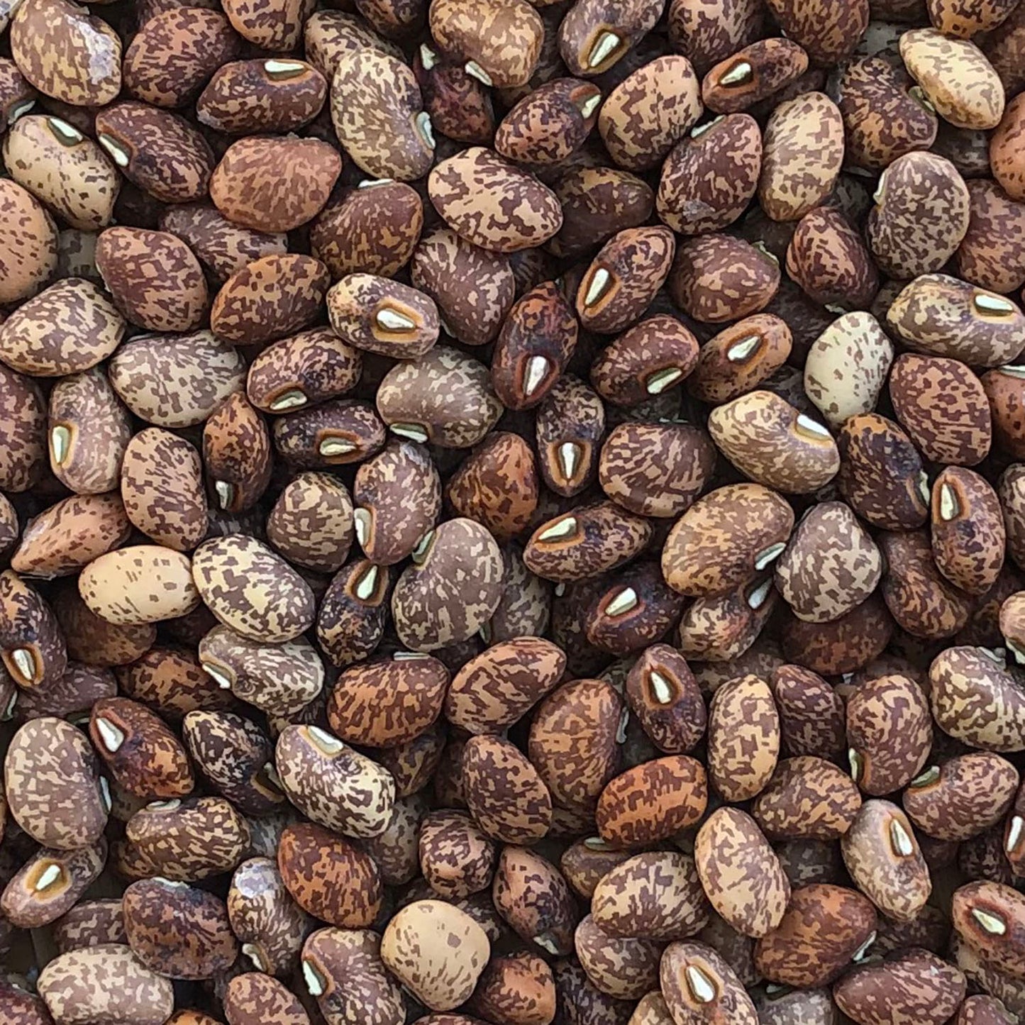 Mayo Speckled