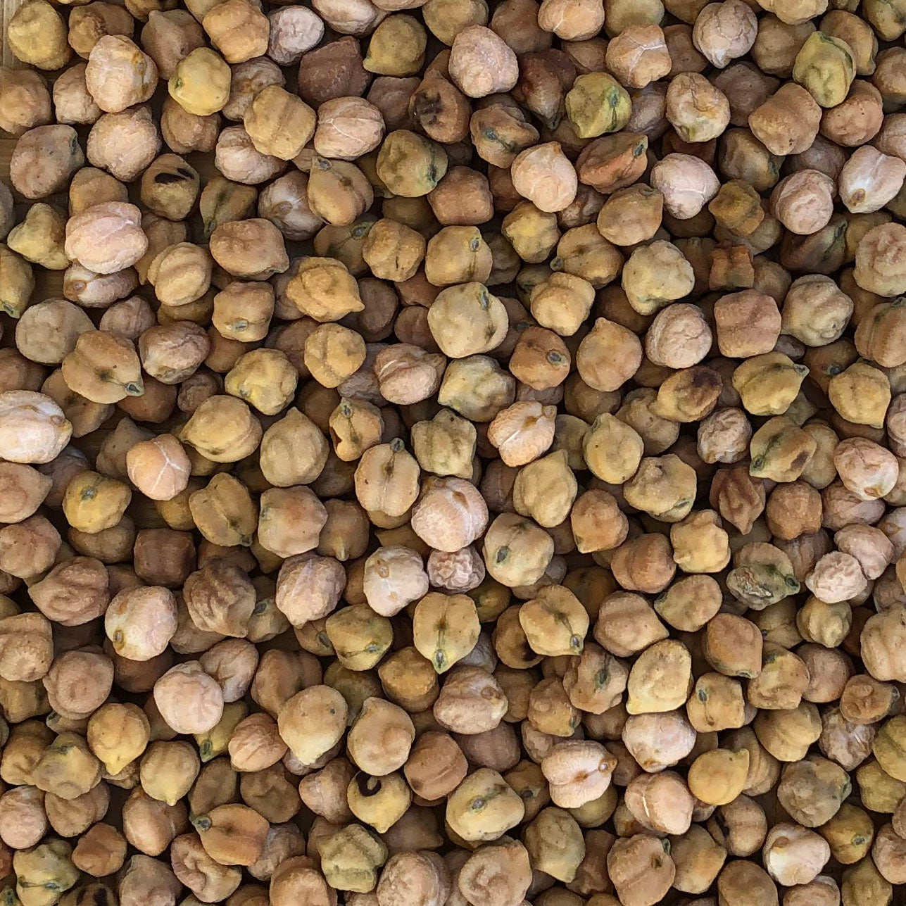 Mayo Winter Bean
