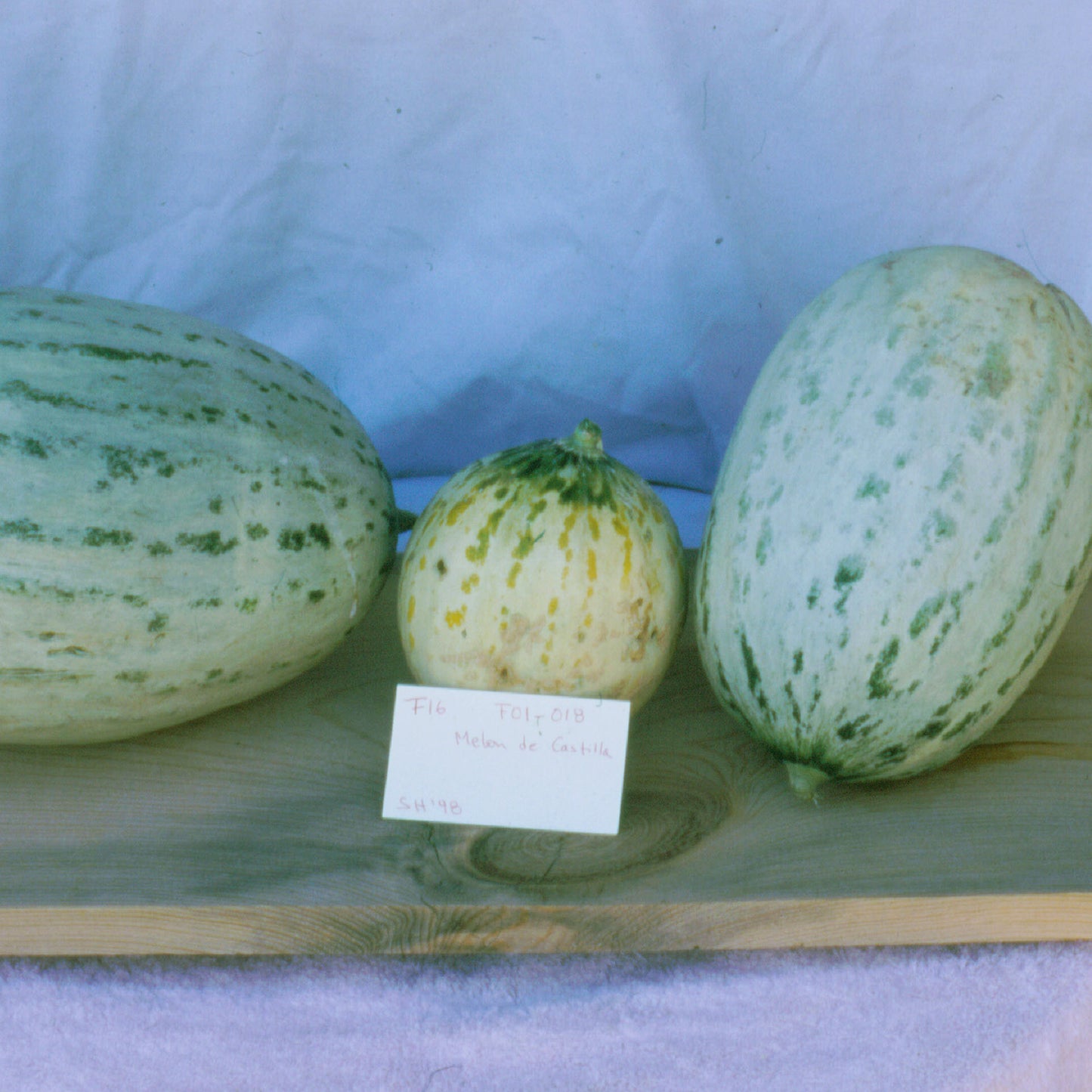 Melon de Castilla