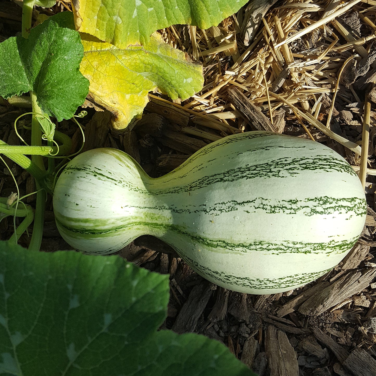 Navajo Cushaw (Tail Squash)