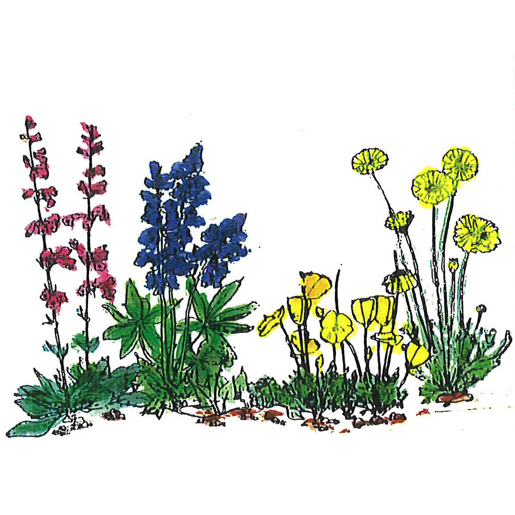Old Town Tucson Wildflowers