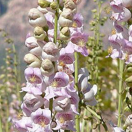 Palmer's Penstemon/Wild Pink Snapdragon