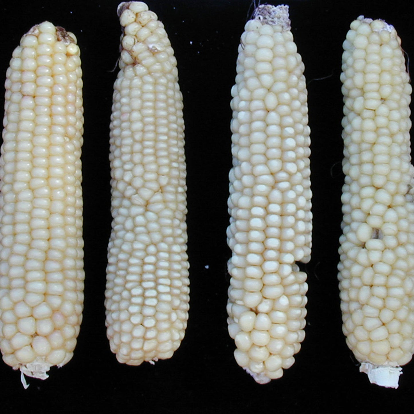 Rarámuri Palomitas