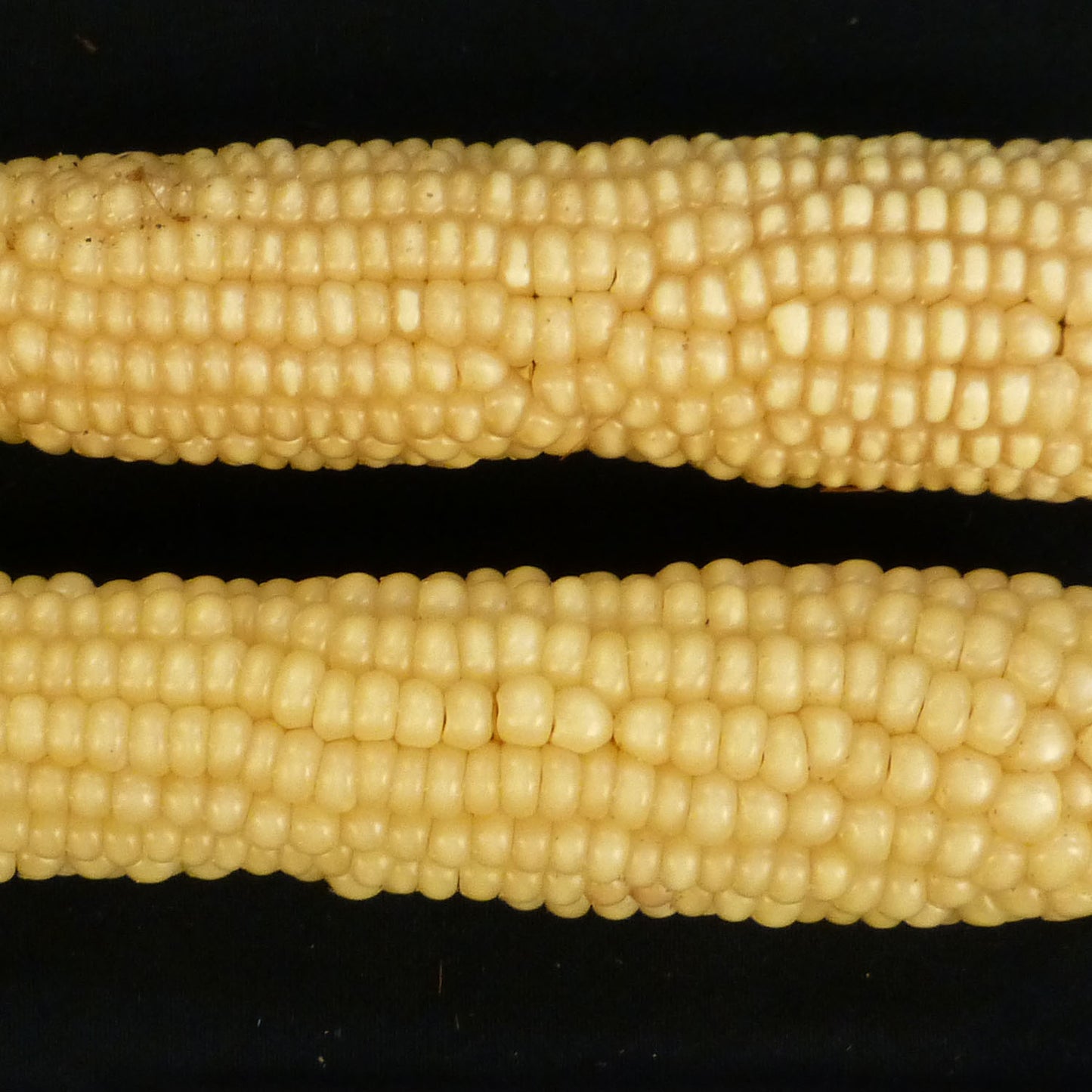 Rarámuri Palomitas