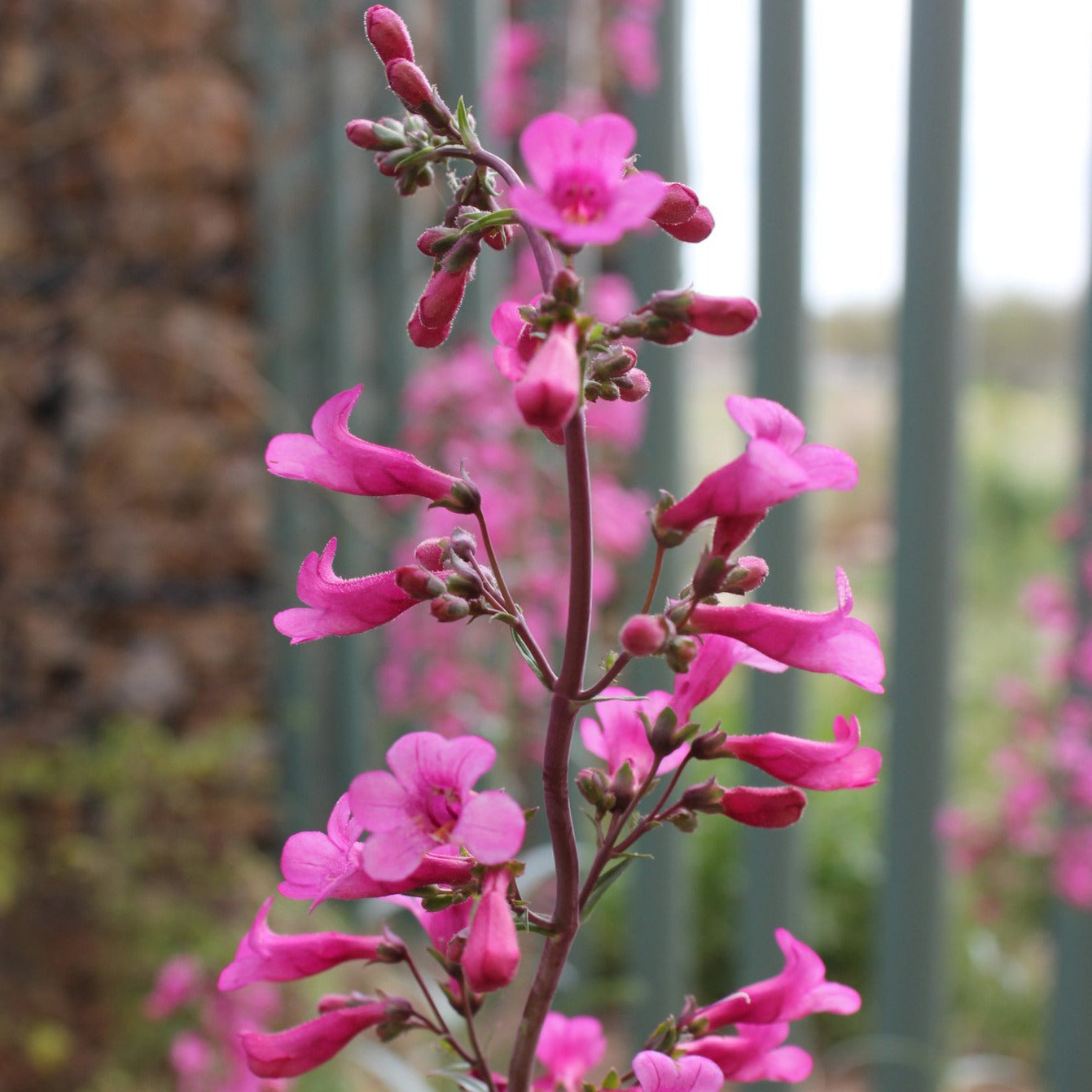 Parry's Penstemon