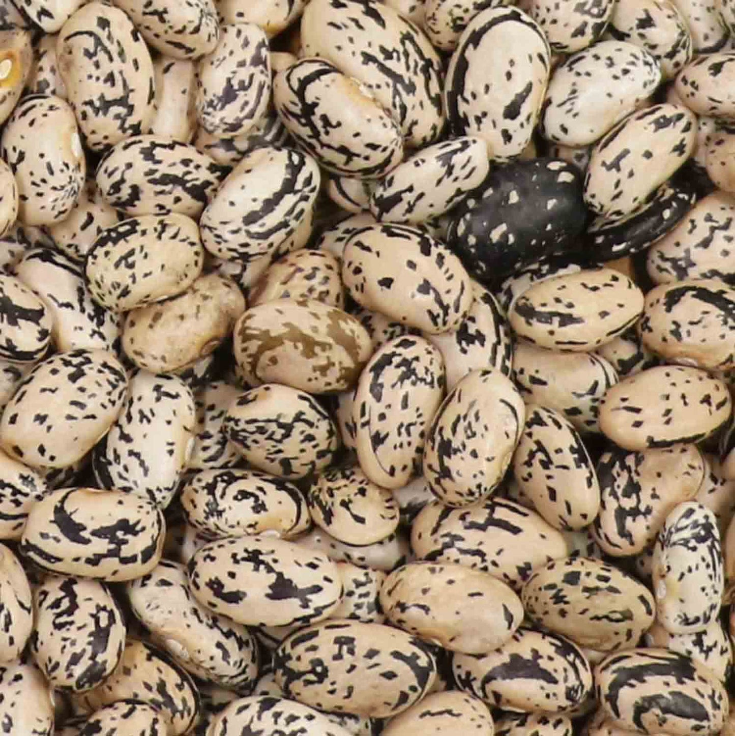 Mawivuna bean