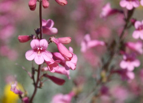 Parry's Penstemon
