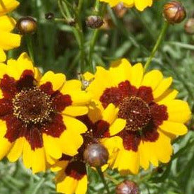 Plains Coreopsis