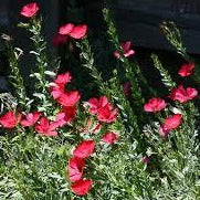 Red Flax