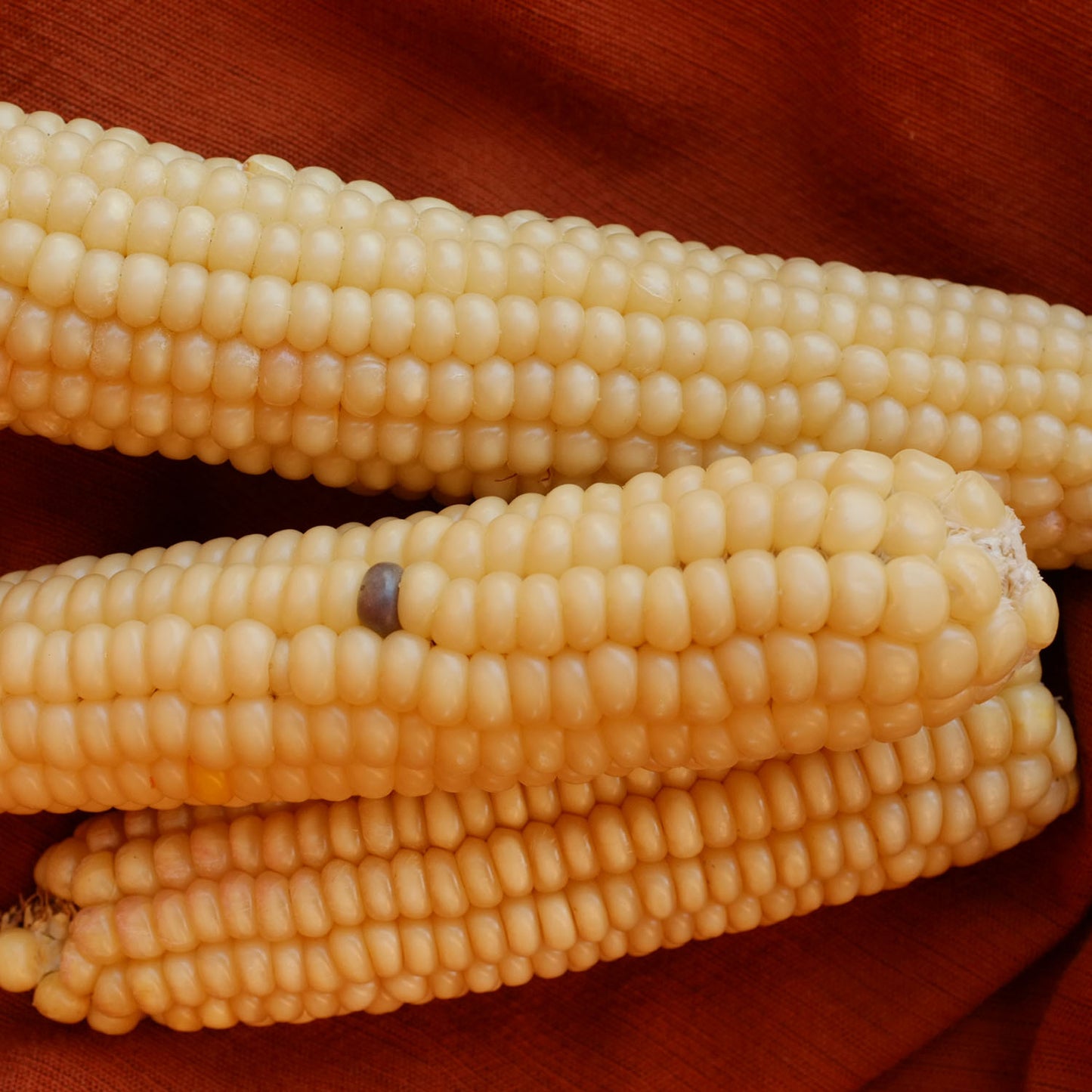Rosavewali