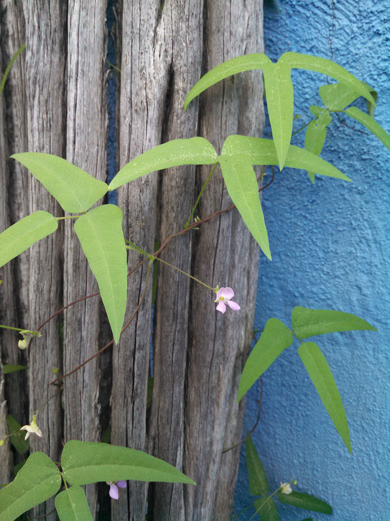 Santa Catalina Wild Tepary