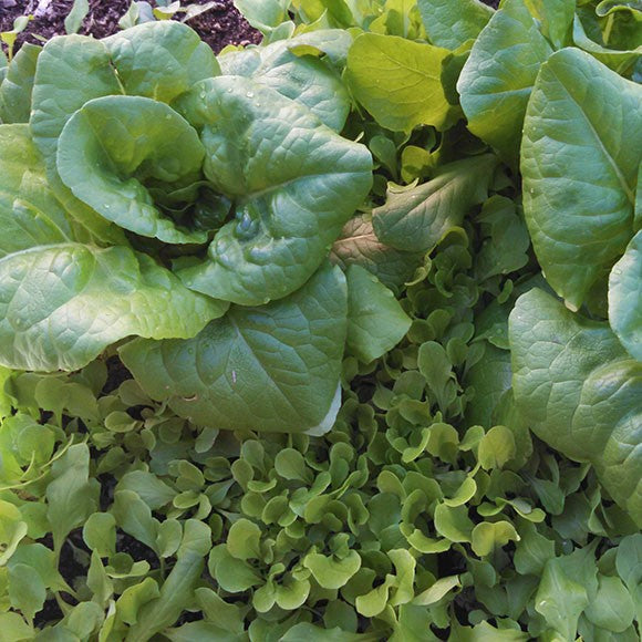 Summer Bibb Lettuce
