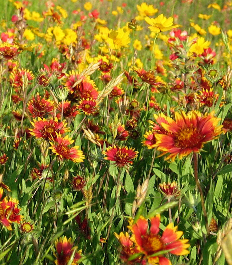 Summertime Wildflower Mix
