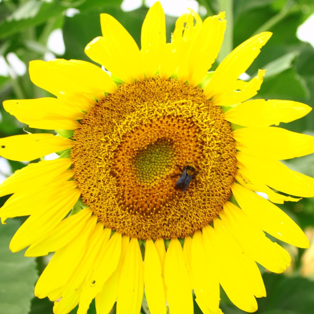 Conservation Farm Mix