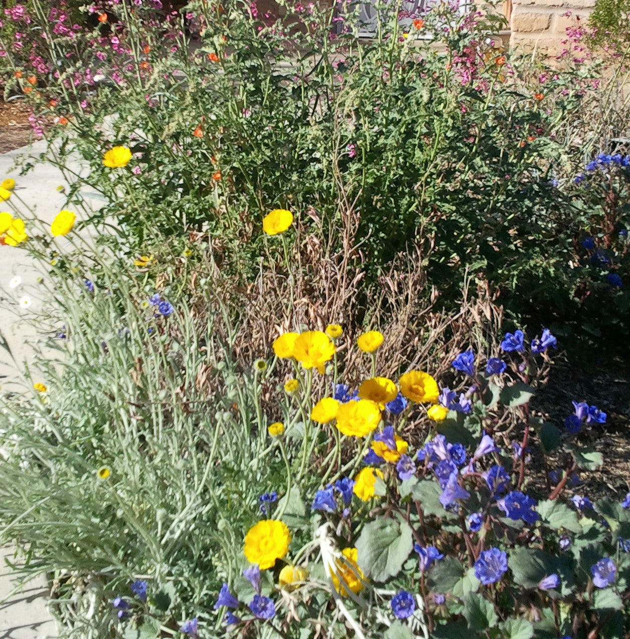 Southwest Native Wildflower Mix