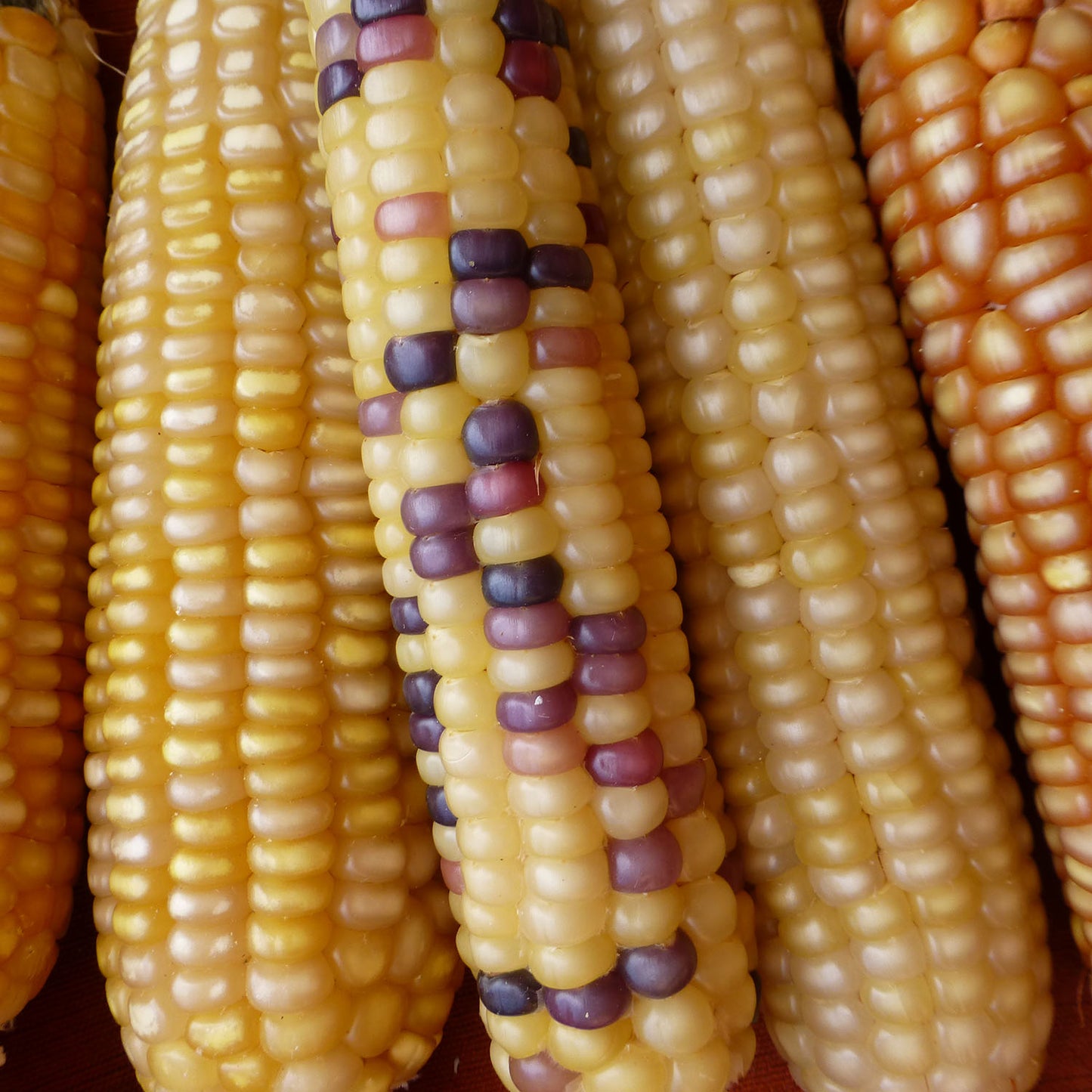 Rarámuri Chiquita