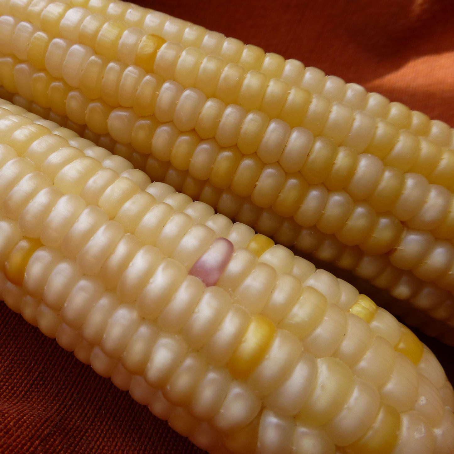 Rarámuri Chiquita