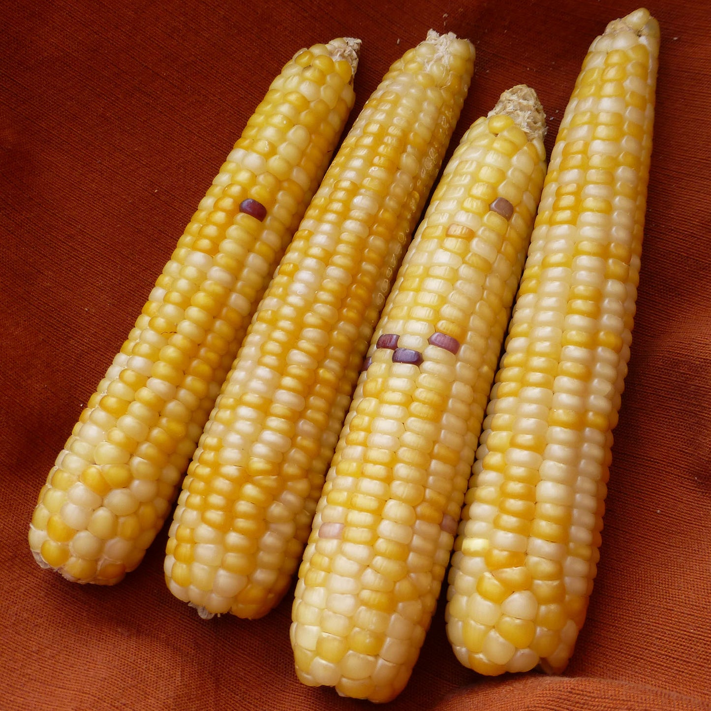 Rarámuri Chomó