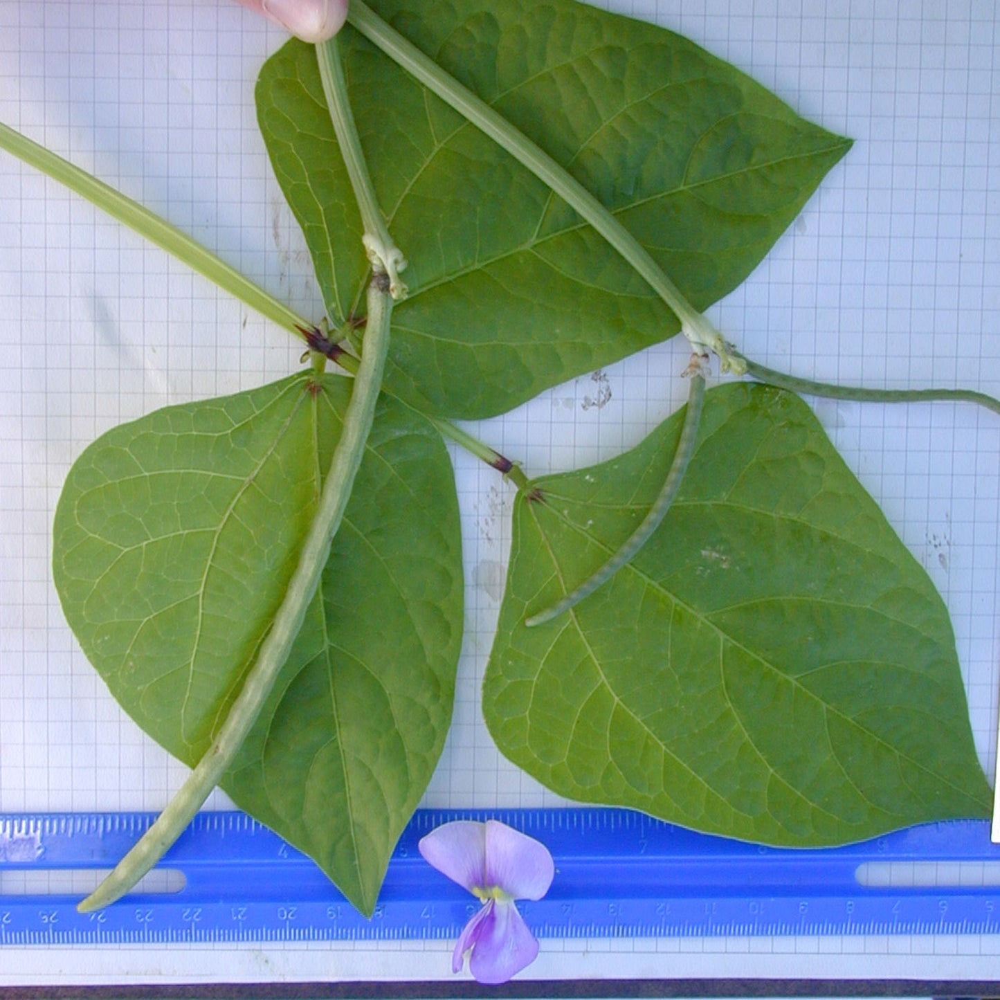 Rarámuri