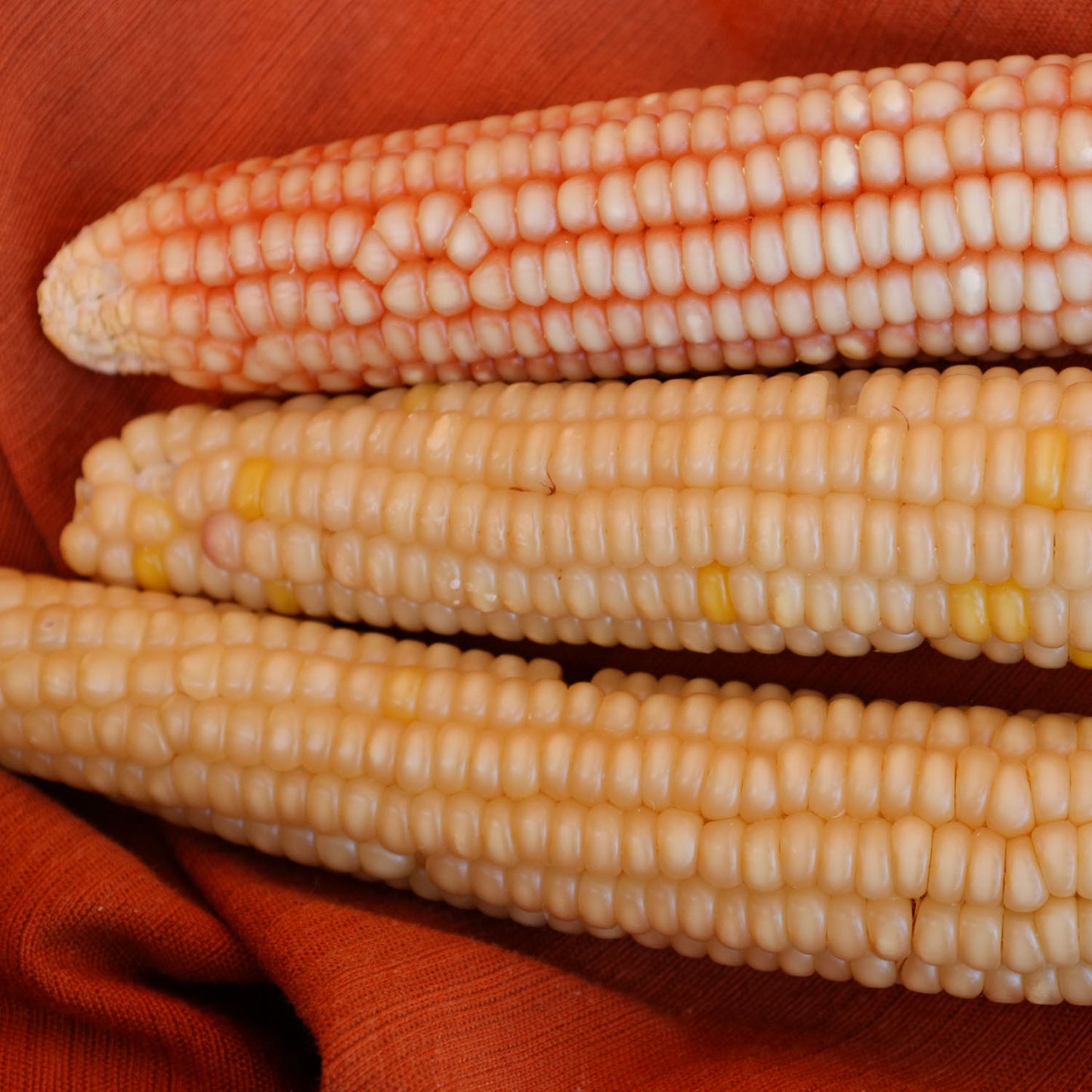 Rarámuri Gileno