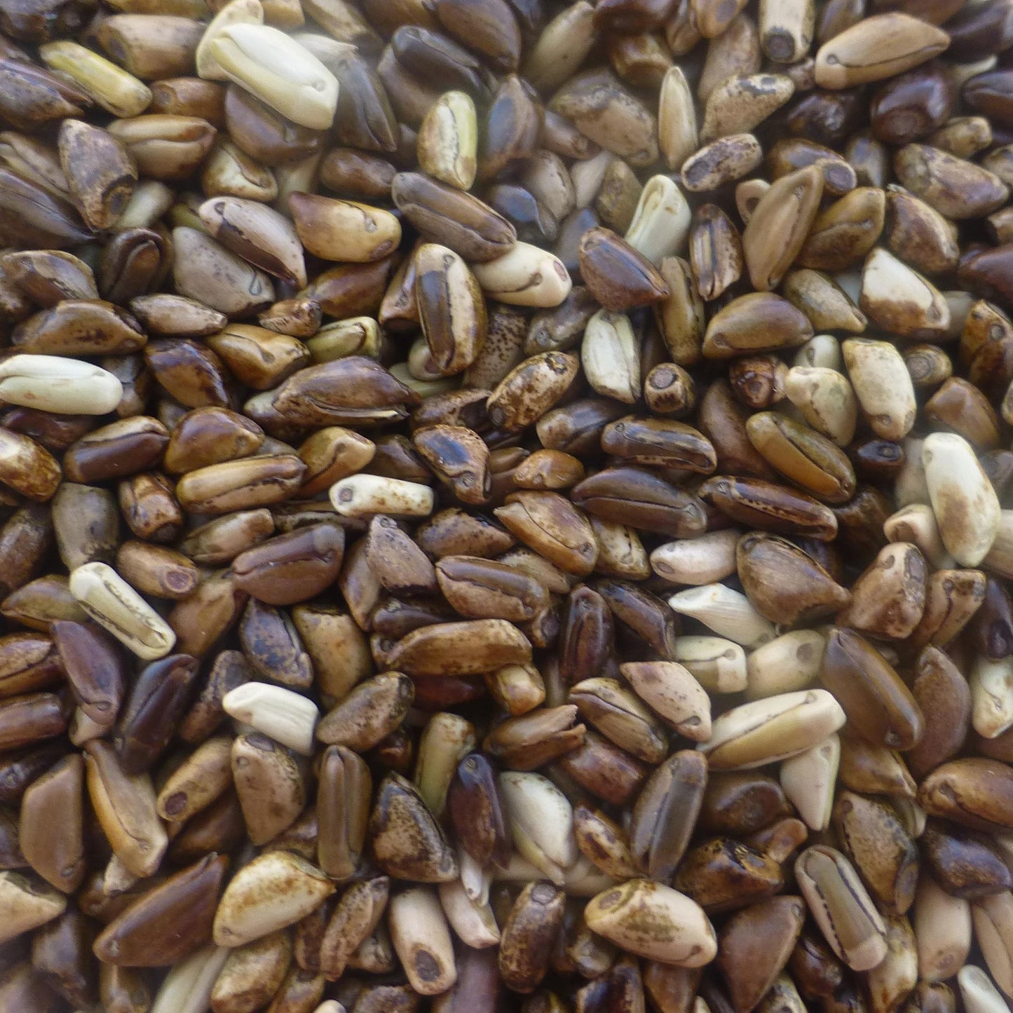 Mexican Annual Teosinte