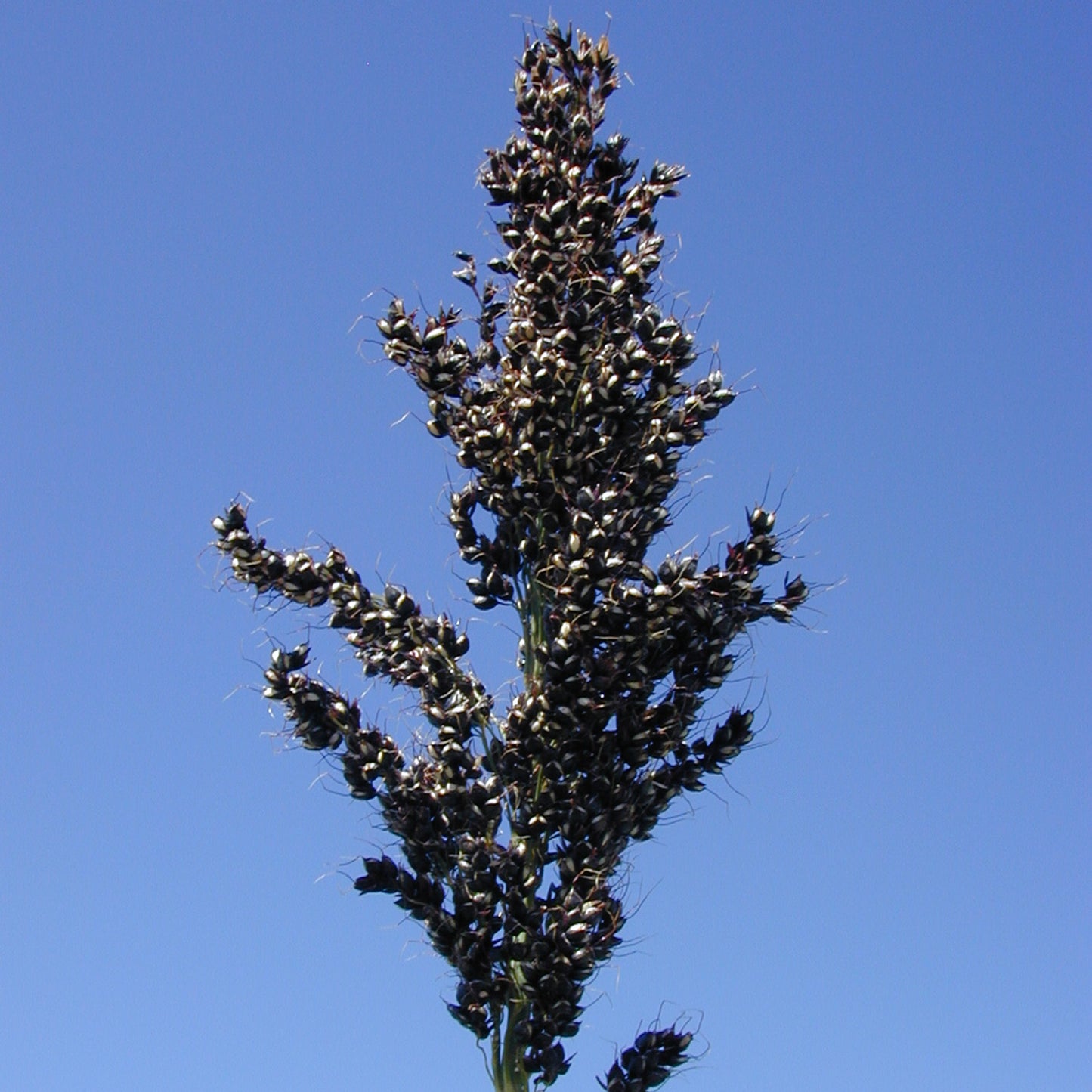 Texas Black Amber Molasses