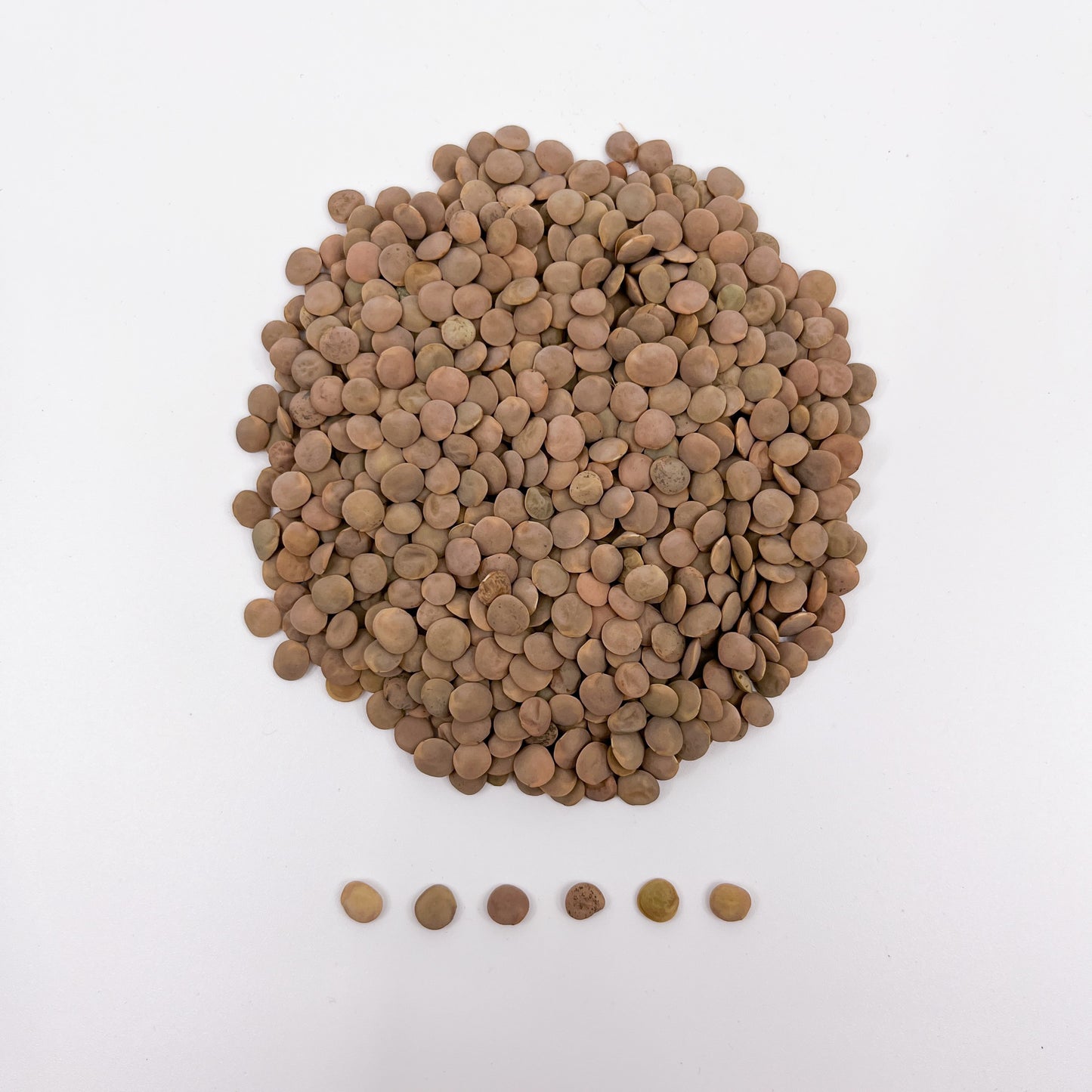 O'odham Lentil
