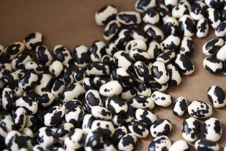 Vaquero Beans - Heirloom