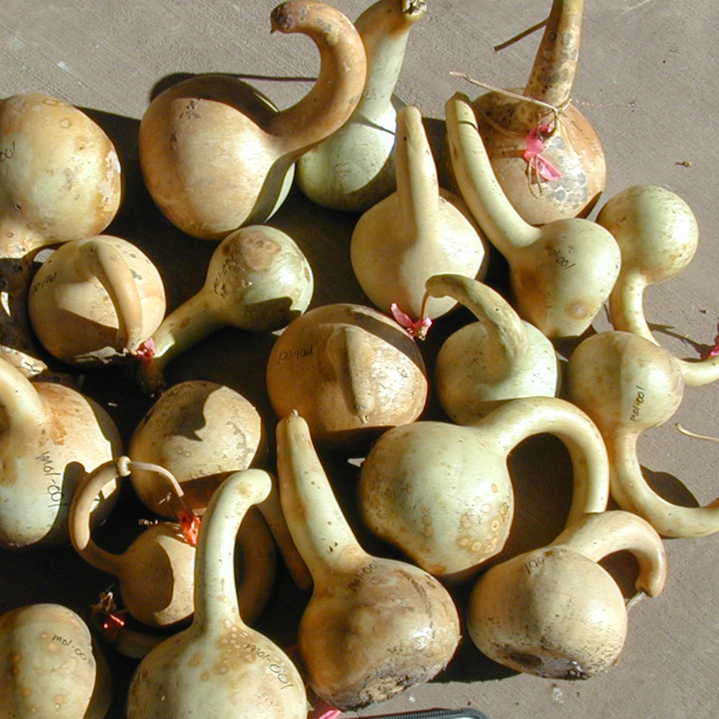 Wapko