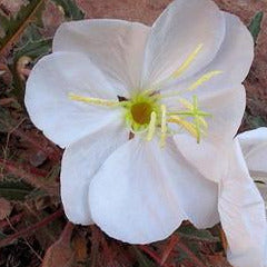 White Evening Primrose