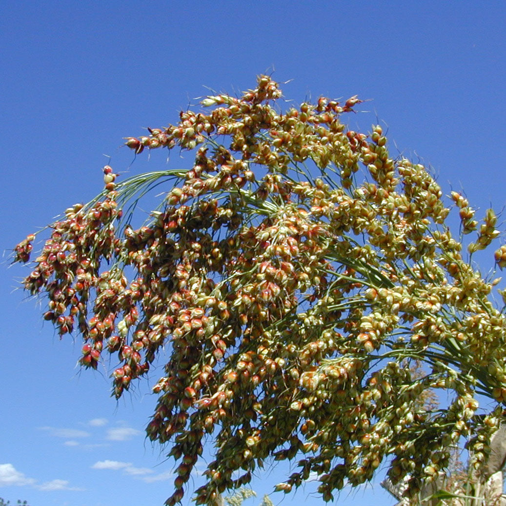 White Mountain Apache