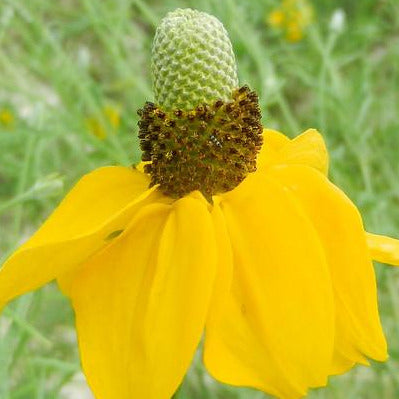 Prairie Coneflower